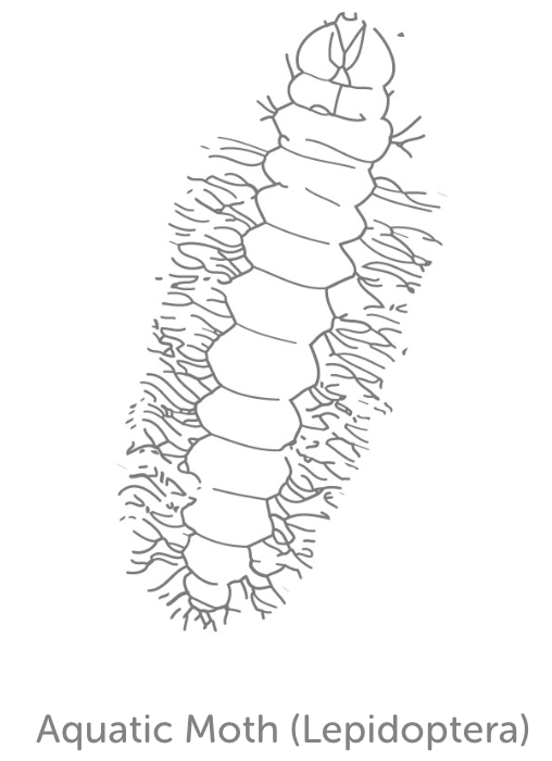 Moderately Tolerant Bug 1
